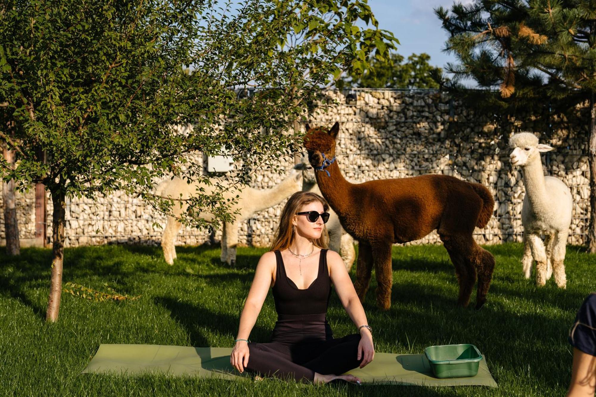 The Tribe Alpaca Retreat Hotel Branesti Ngoại thất bức ảnh