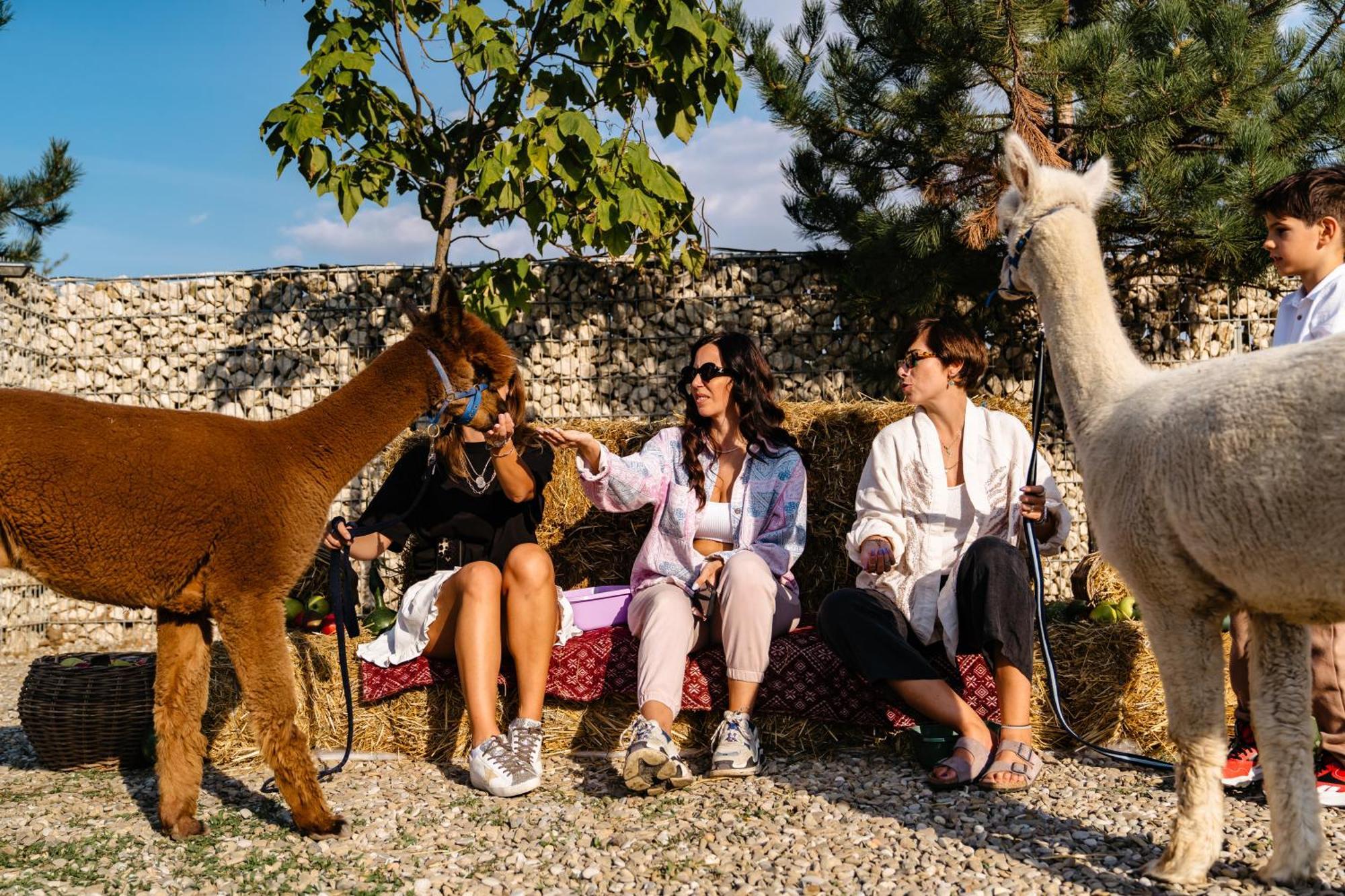 The Tribe Alpaca Retreat Hotel Branesti Ngoại thất bức ảnh