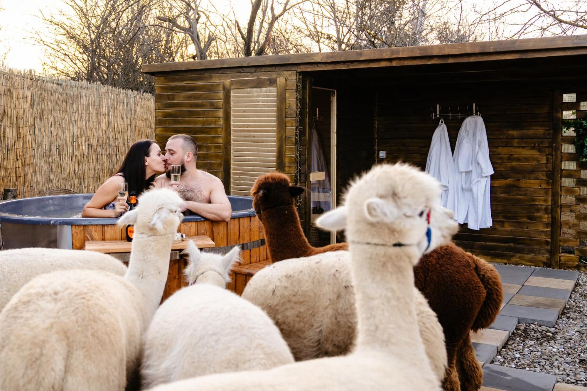 The Tribe Alpaca Retreat Hotel Branesti Ngoại thất bức ảnh