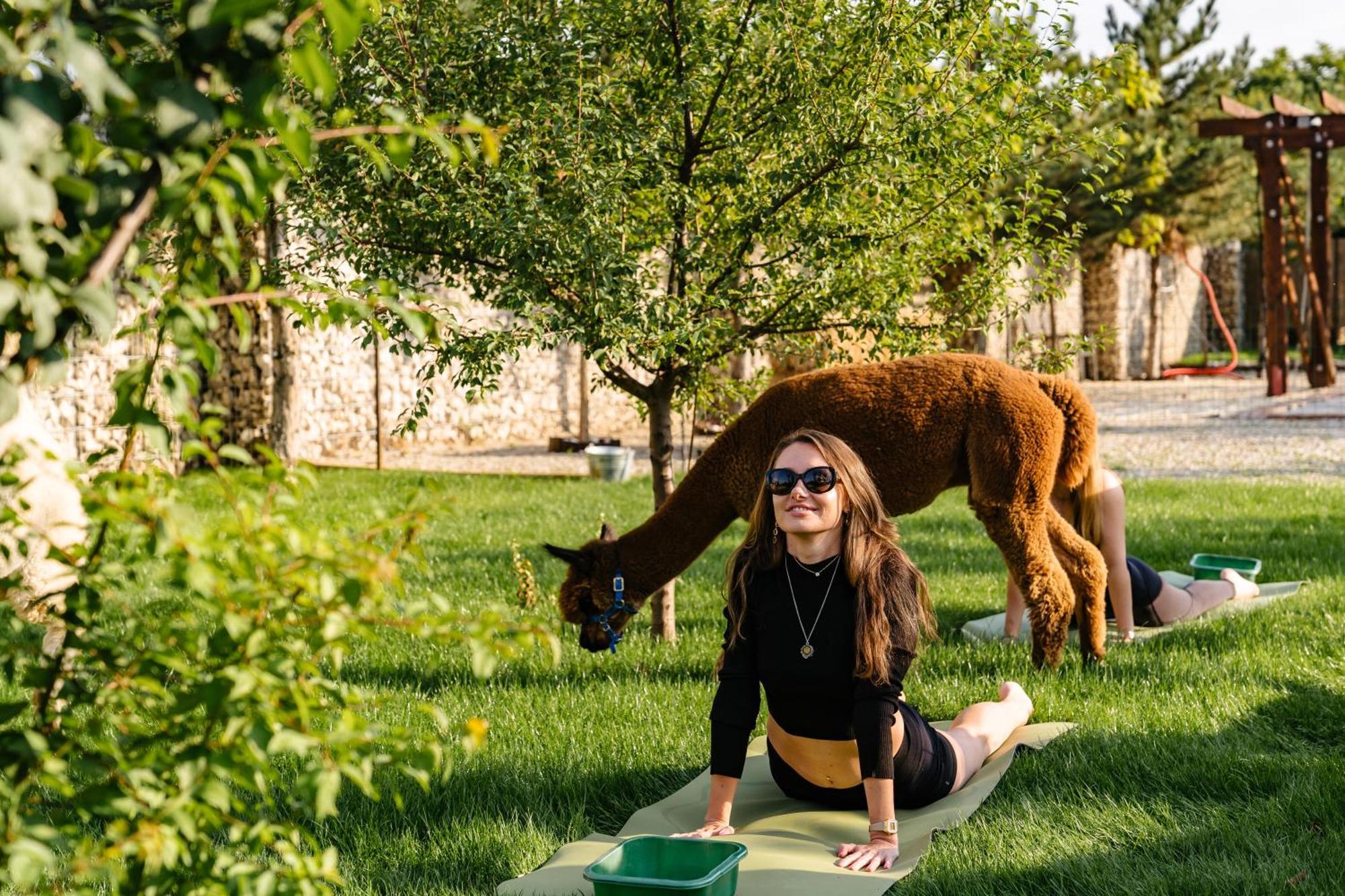 The Tribe Alpaca Retreat Hotel Branesti Ngoại thất bức ảnh