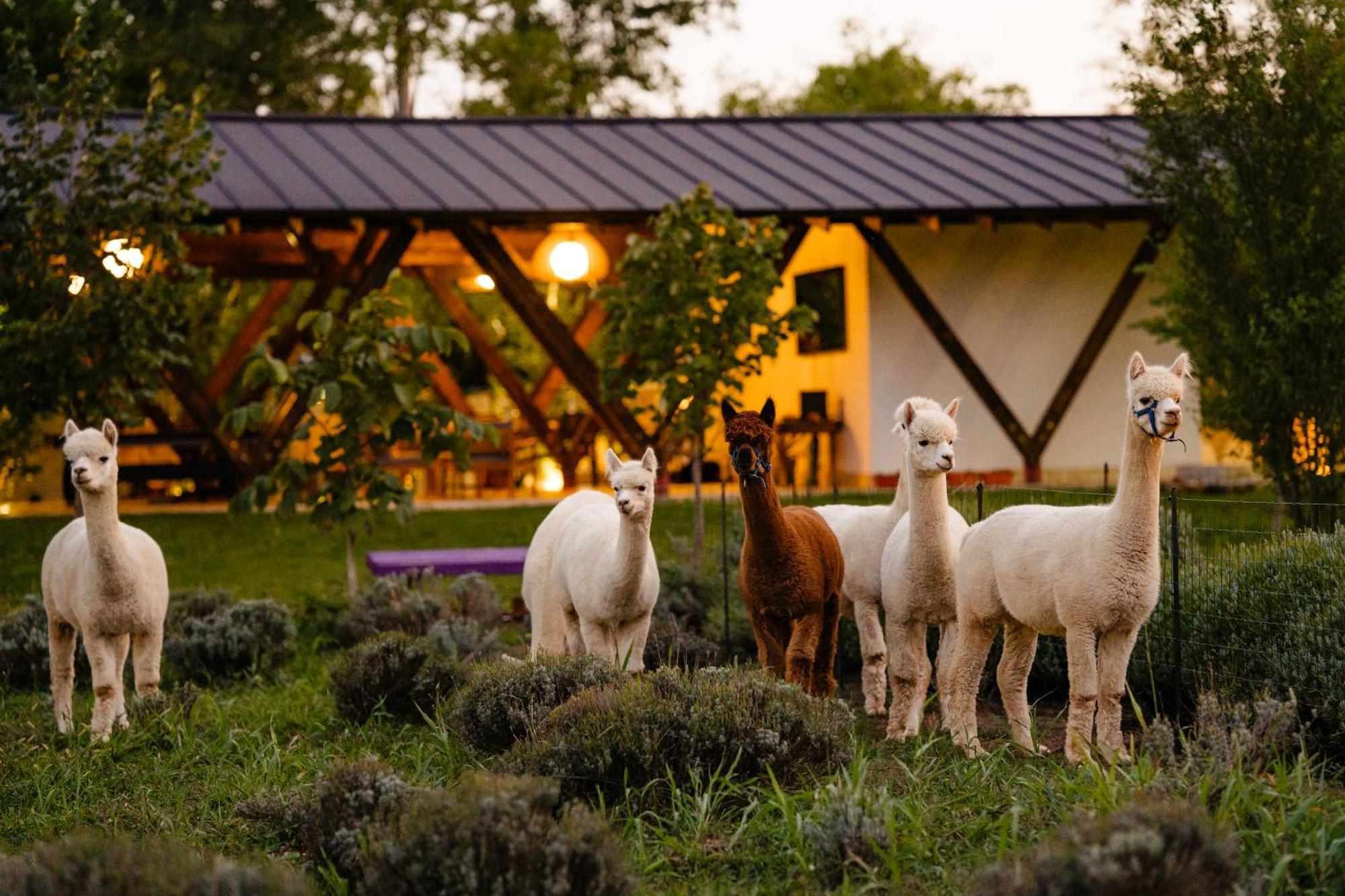 The Tribe Alpaca Retreat Hotel Branesti Ngoại thất bức ảnh